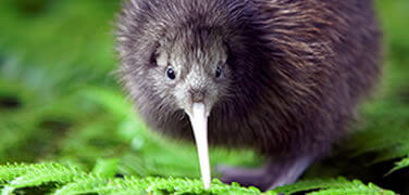 kiwi-new-zealand-fern