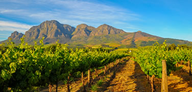 stellenbosch-vineyards