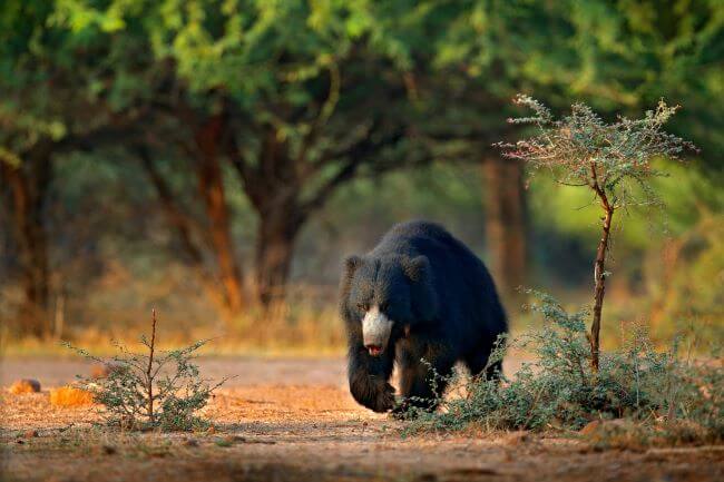 Sloth bear walking in Ranthambore National Park