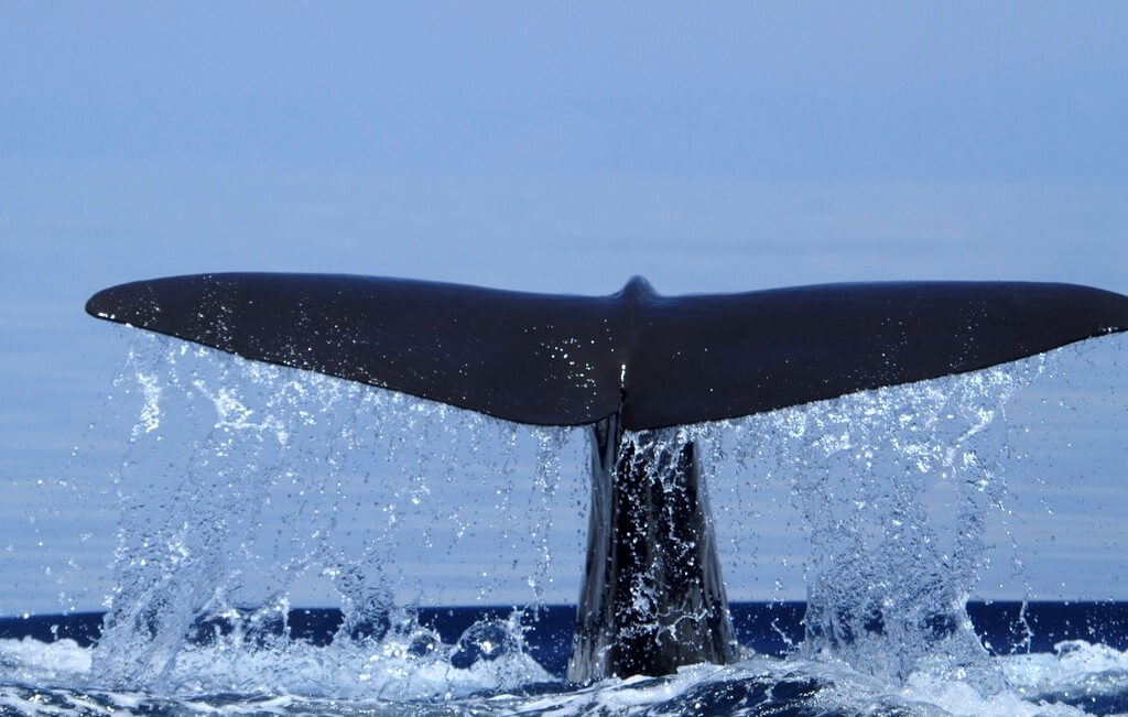 Close view of Whale tail as it submerges in Galle Sri Lanka