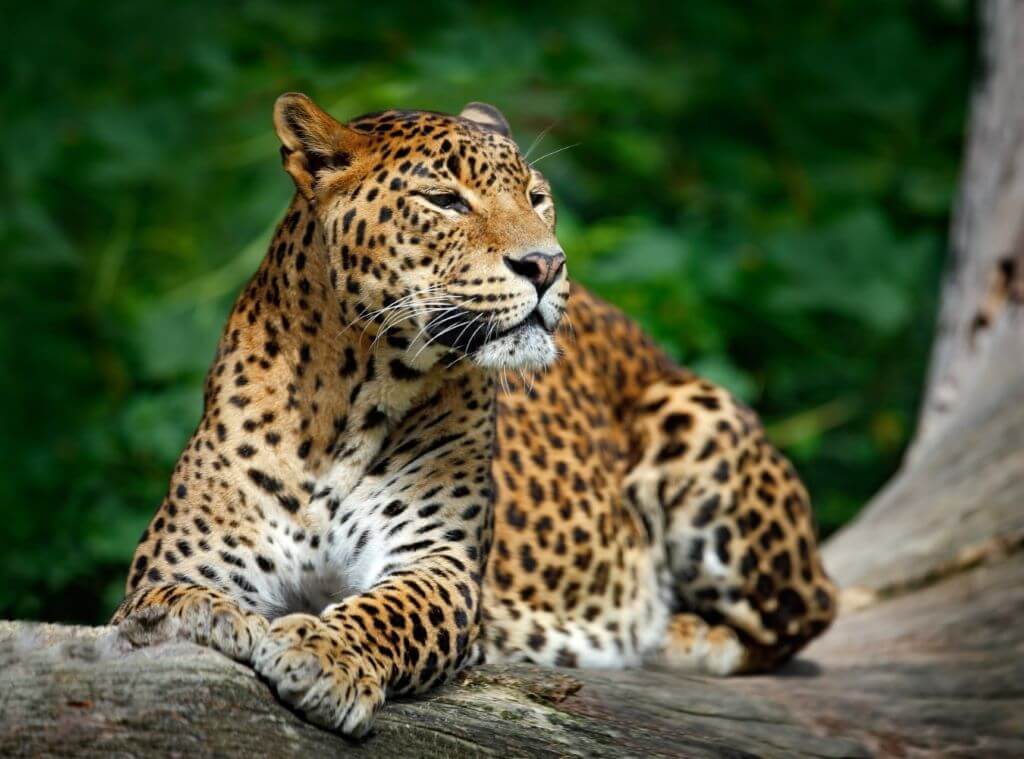 leopard laying on tree in forest in Sri Lanka