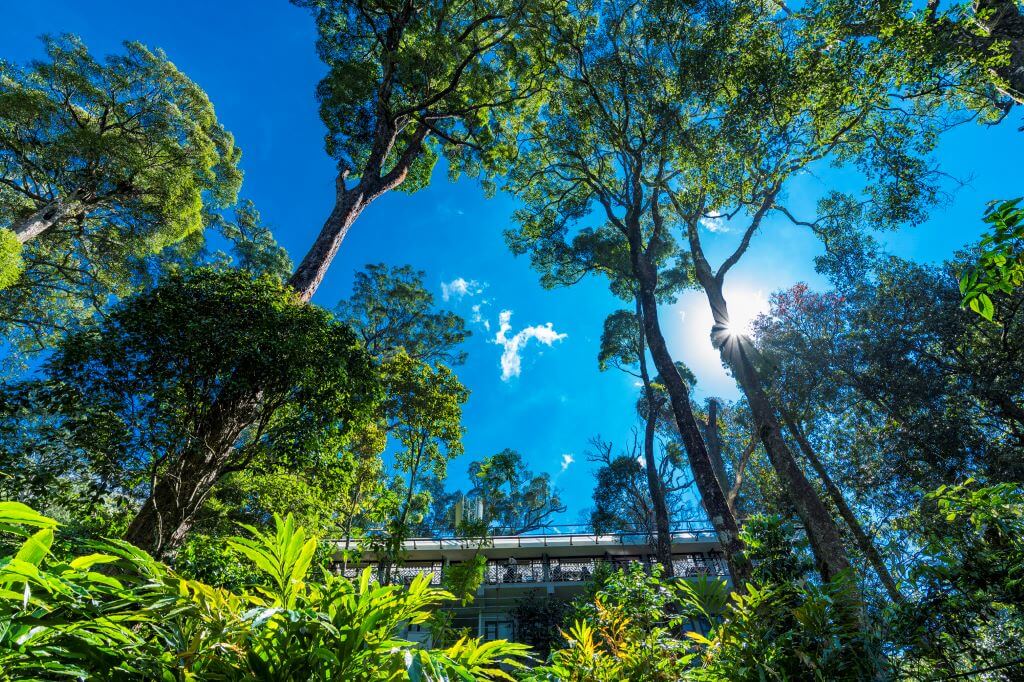 India_Munnar_Tall Trees_Garden