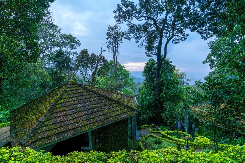 India_Munnar_Tall Trees_View