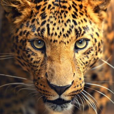 close up view of leopards face Sri Lanka