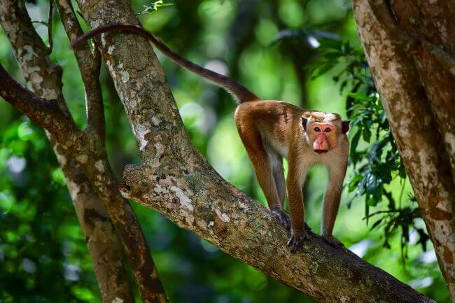 tours of sri lanka 2022