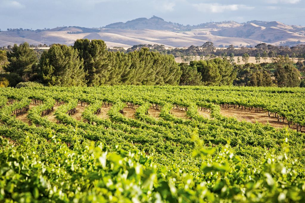 Australia_Freedom Day_Adelaide_Barossa Valley_View