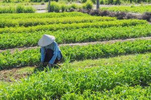 Woman working in Tra Que Villlage vegetable field