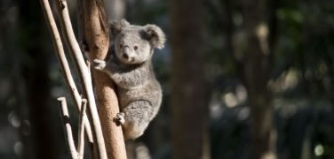 Young Koala holding on to a eucalyptus tree