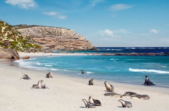Seal Bay conservation park in Kangaroo Island with seals on the beach