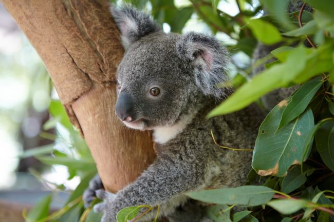 young koala in tree