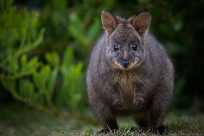 Quokka stood on grass with bushes behind looking straight at camera