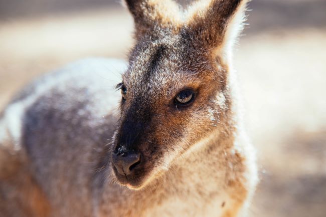 Closeup of young Kangaroo