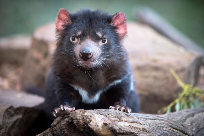Tasmanian Devil looking over a rock and tree branch