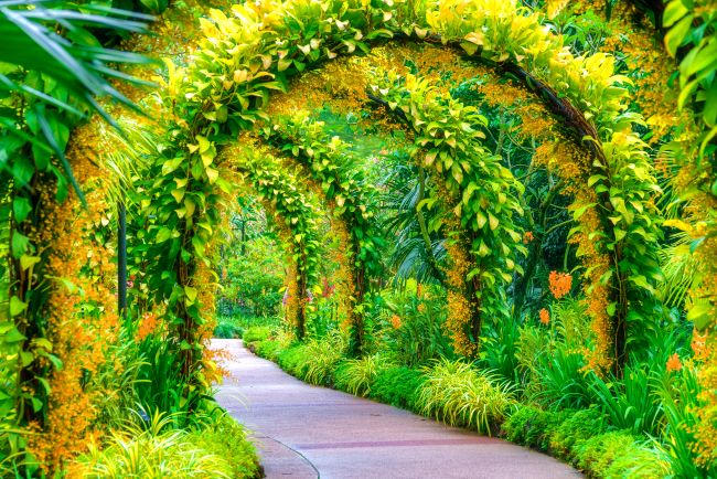 Arc flower tunnel in Singapore Botanical gardens