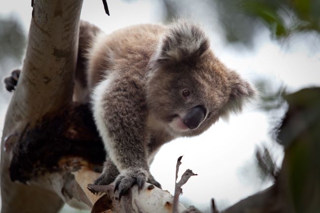 small Koala climbing along tree branch