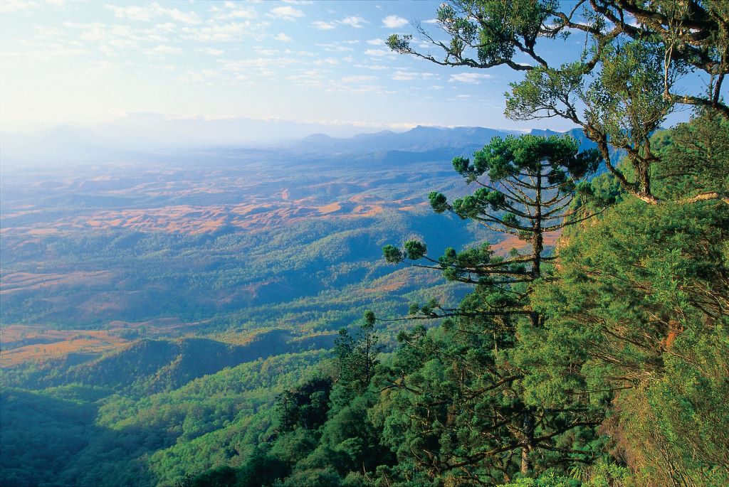 Australia_Freedom Day_Brisbane_Scenic Rim_Goomburra forest