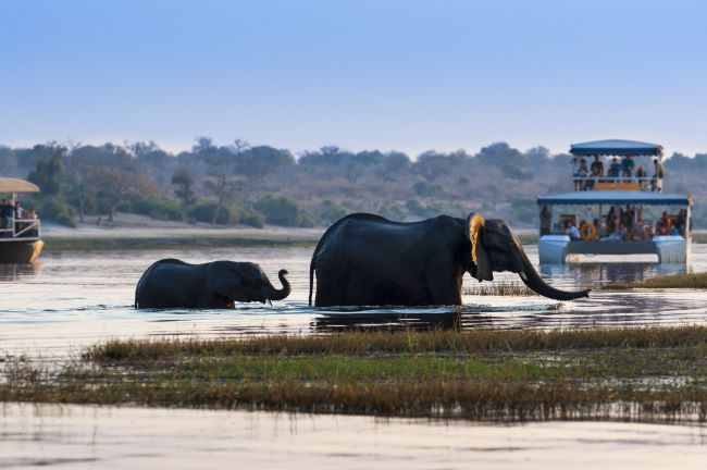 elephant and calf getting out of the river with tourists watching in boats