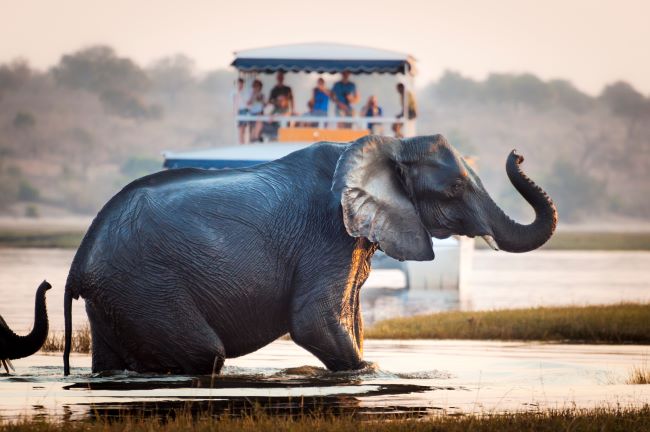elephant climbing out of Chobe river with boat in the background 