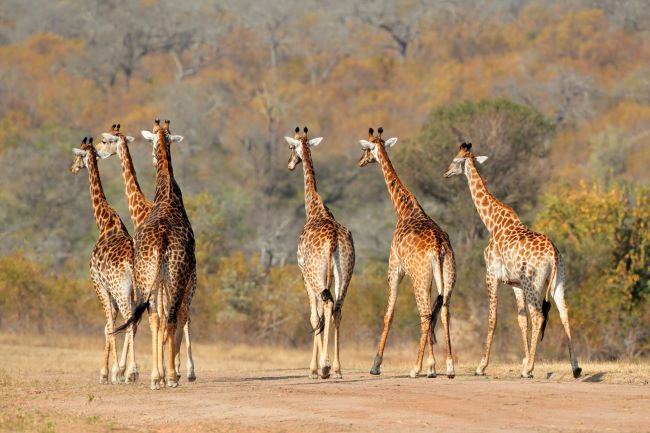 Six Giraffe walking away on safari trail