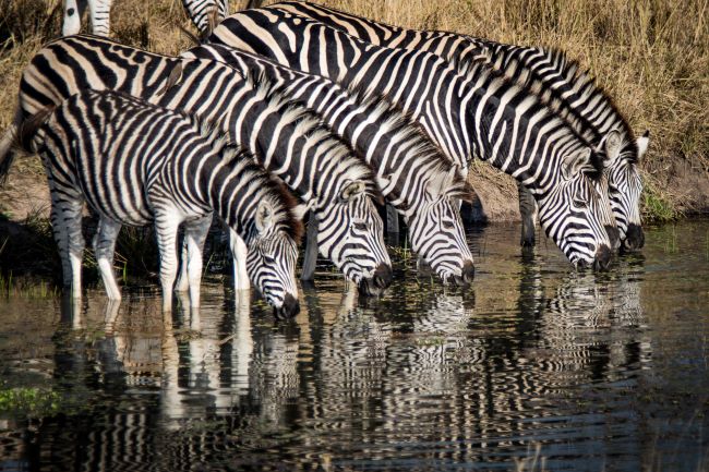 Herd of Zebra on riverside drinking from the river