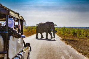 Elephant walking across road by Safari vehicle with tourist taking picture
