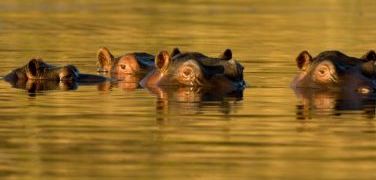 Hippo' eyes and ears poking out of the water in a river in Africa