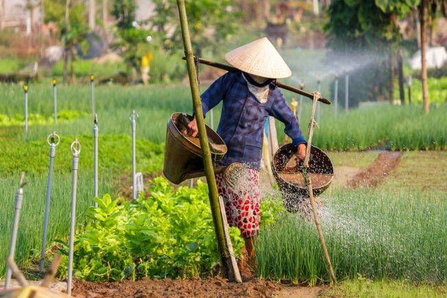 Vietnamese Lady in conical hat, working in the fields at an organic vegetable farm in Tra Que Village, Hoi An, Vietnam