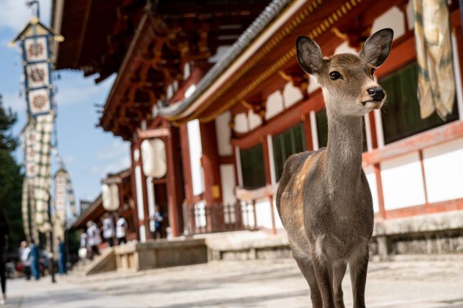 Friendly deer outside the Todaiji Temple in Nara, Japan