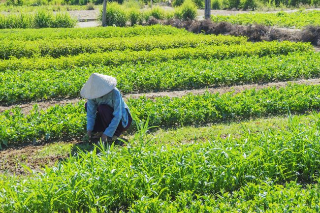 Vietnamese lady in traditional conical hat working the vegetable fields Tra Que Village new Hoi An, Vietnam