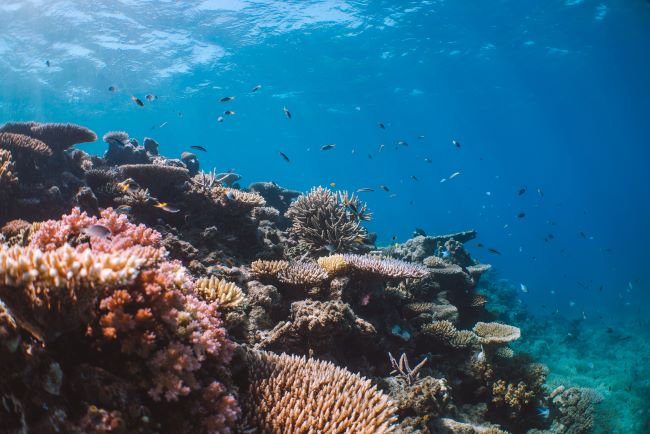 Vivid colours of coral on the Great Barrier Reef