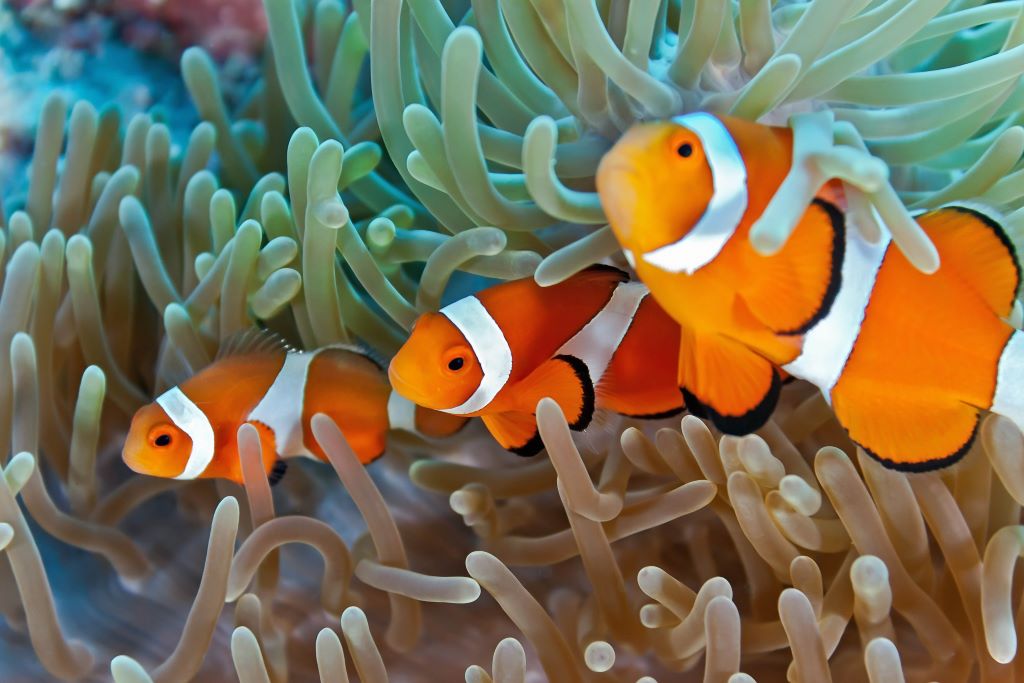 Australia_FD_Great Barrier Reef_Clown Fish