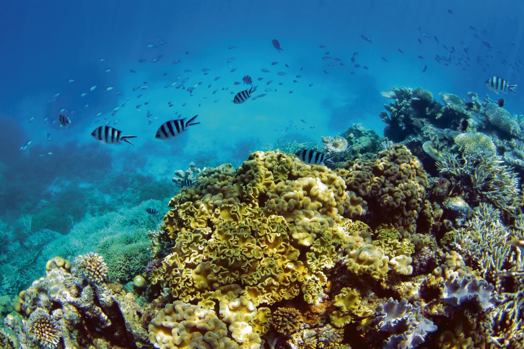 Great Barrier Reef: Scuba Diving | Distant Journeys