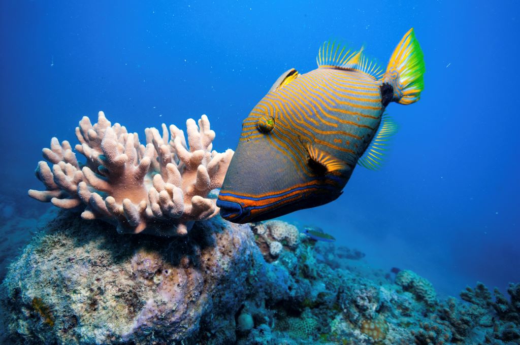 Australia_FD_Great Barrier Reef_Great Barrier Reef