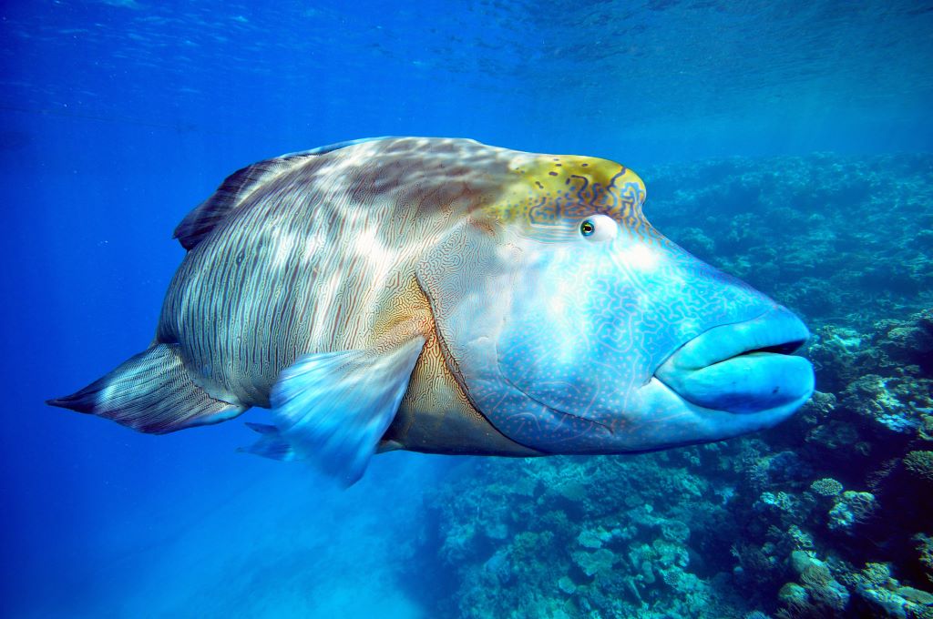 Australia_FD_Great Barrier Reef_Maori Wrasse