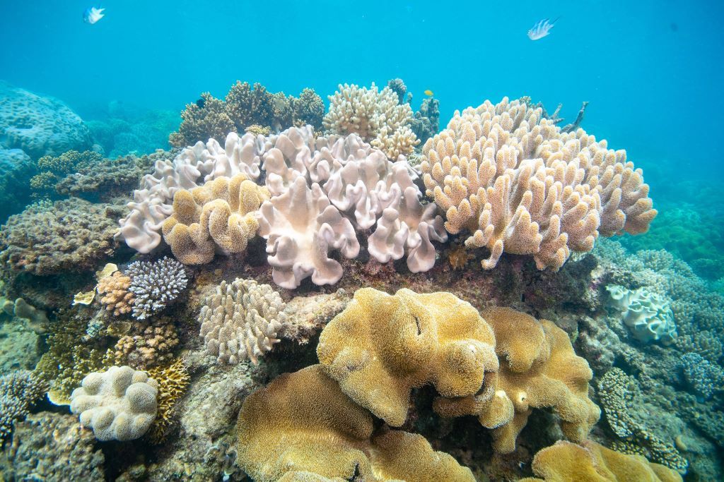 Australia_FD_Great Barrier Reef_Colourful Coral