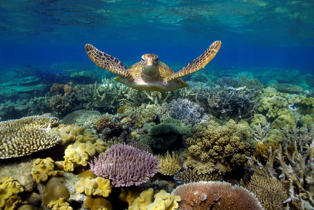 Australia_FD_Great Barrier Reef_Sea Turtle