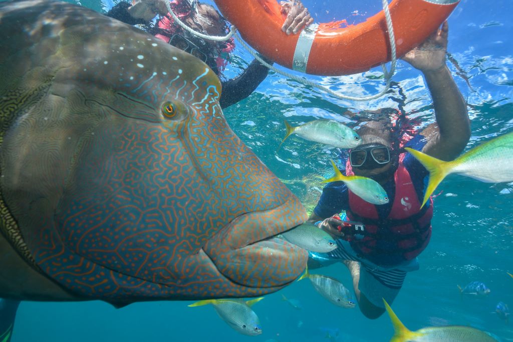 close view of a Maori Wasse on a guided snorkelling tour at Moore Reef, Great Barrier Reef, Australia