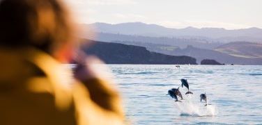 Lady watching Ducky Dolphins on the Otago Peninsula, Dunedin, New Zealand