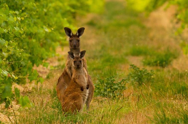 Kangaroo and joey amongst the vineyards, Barossa Valley, South Australia