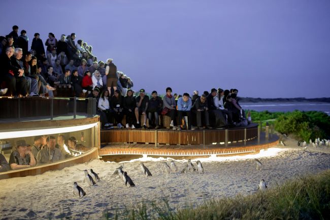 Little (fairy) Penguins making their nightly return to their burrows watched on by tourists on Phillip Island, near Melbourne, Australia