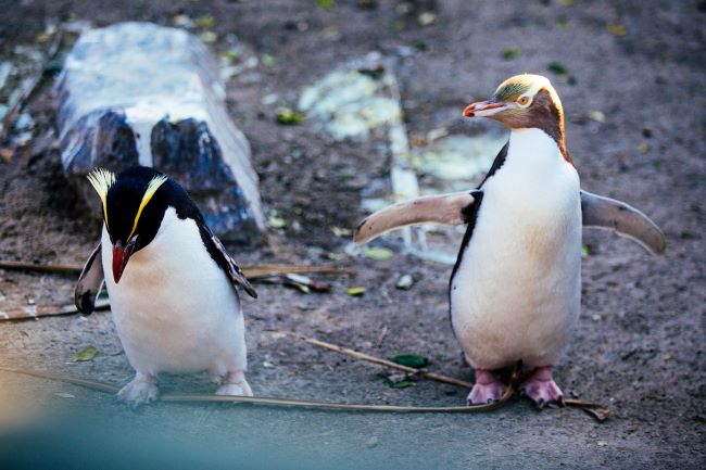 Two yellow-eyed penguins in native bushland, Otago Peninsula, South Island, New Zealand