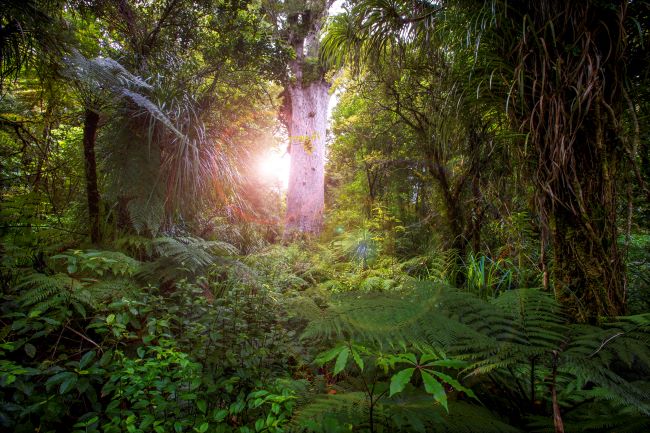 Take Mahuta, Giant Kaui Tree, Waipoua Kaui Forest Reserve, New Zealand