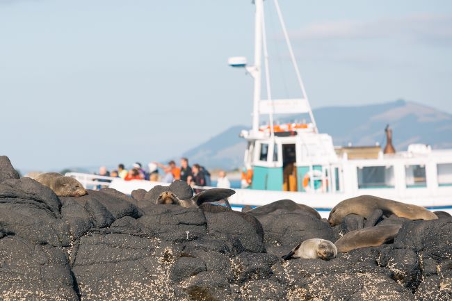 Sealions sunbathing on a rock, with small cruise boat in the background