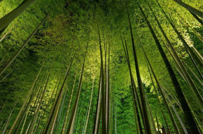 Bamboo Forest Arashiyama in Kyoto Japan