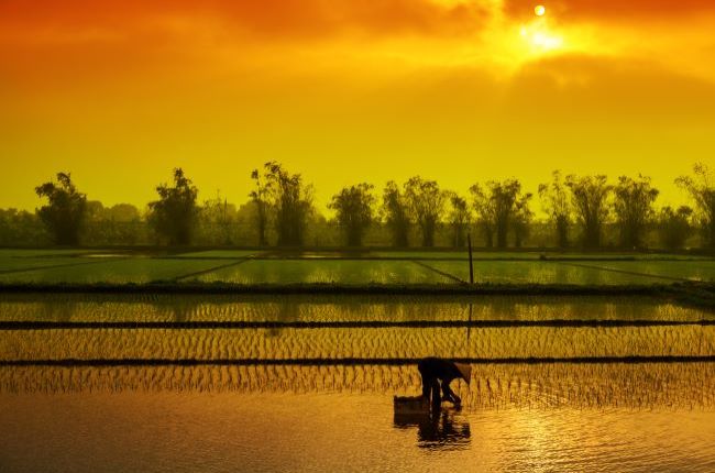 Vietnamese Farmer in Rice Paddy at sunrise