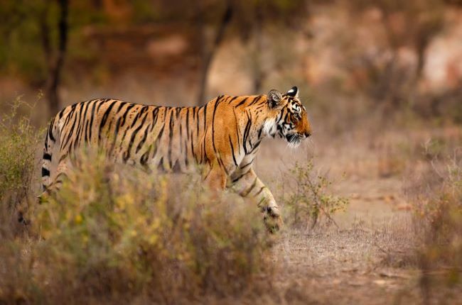 Tiger walking out of tall grass onto dusty road in Ranthambore National Park, Indian