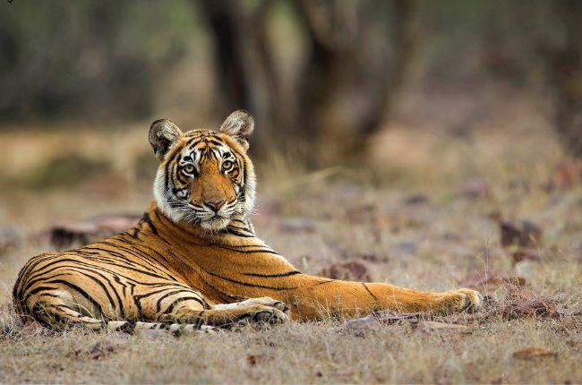 Tiger sat in Ranthambore National Park, India