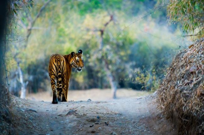 Lone Tiger on dirt path in Ranthambore National Park, India