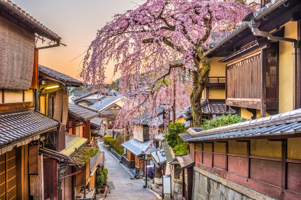 Kyoto street with cherry blossom