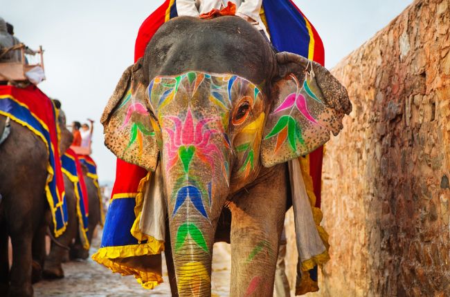 Elephant India Wildlife Paint